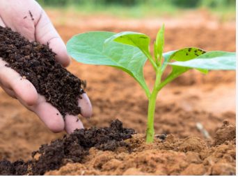 كمبوست منزلى