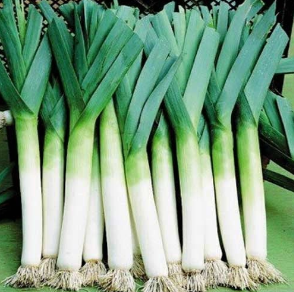 زراعة الكرات الابيض