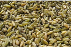 الفريك المفلفل